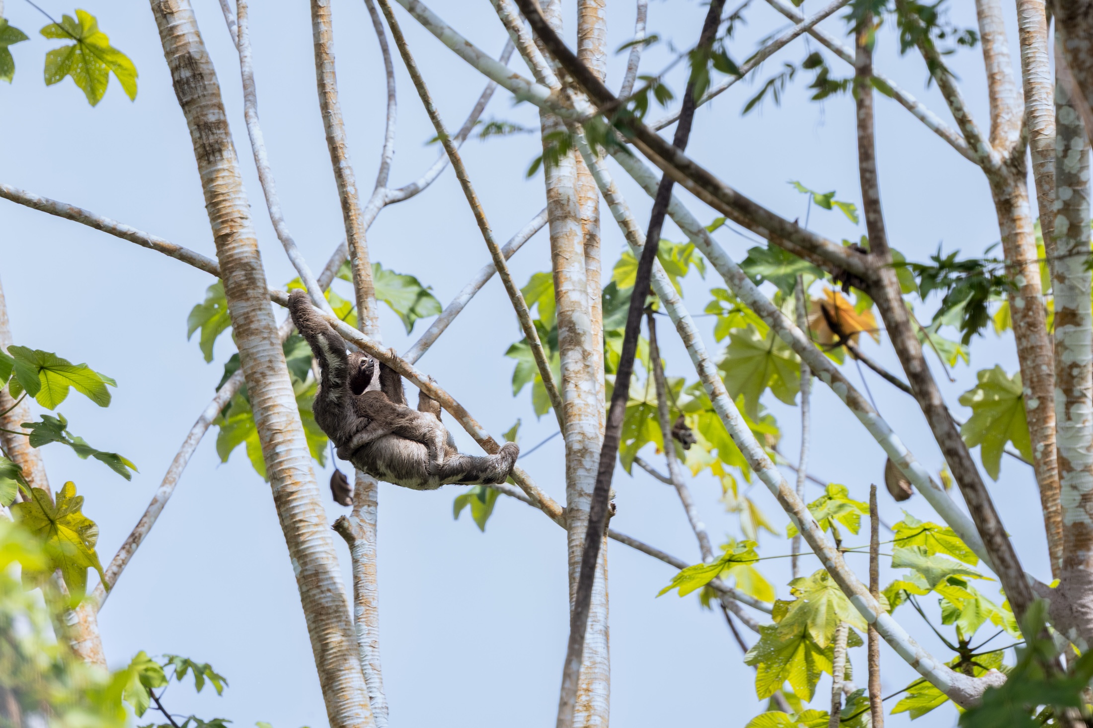 Three-toed sloths in the jungle